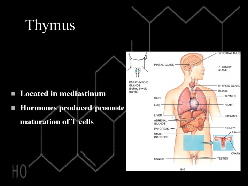 Thymus Located in mediastinum Hormones produced promote maturation of T cells